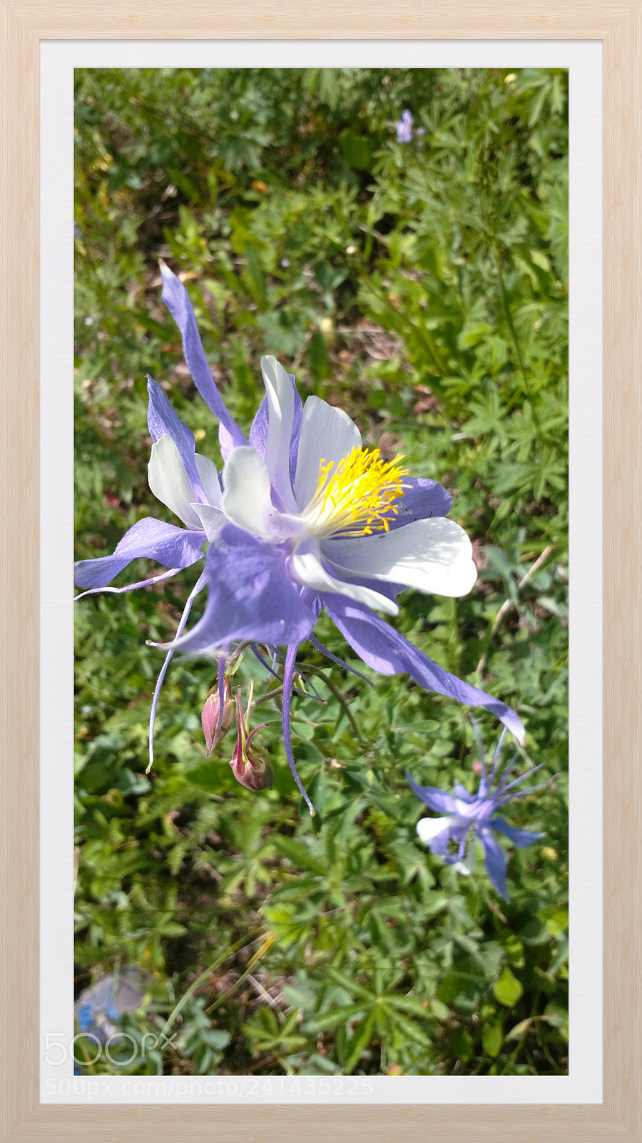 Motorola XT1650 sample photo. Colorado photography