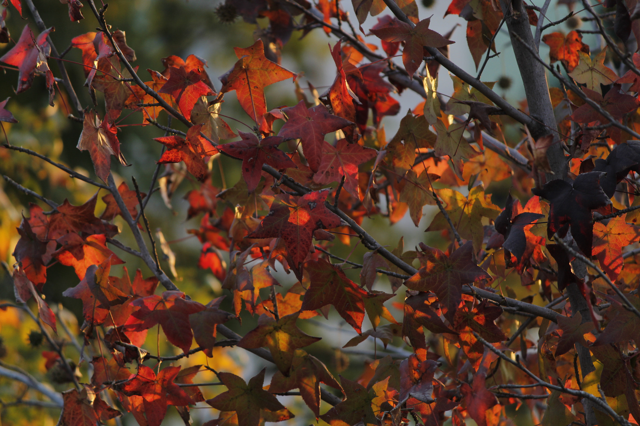 Canon EF-S 55-250mm F4-5.6 IS II sample photo. Calido photography