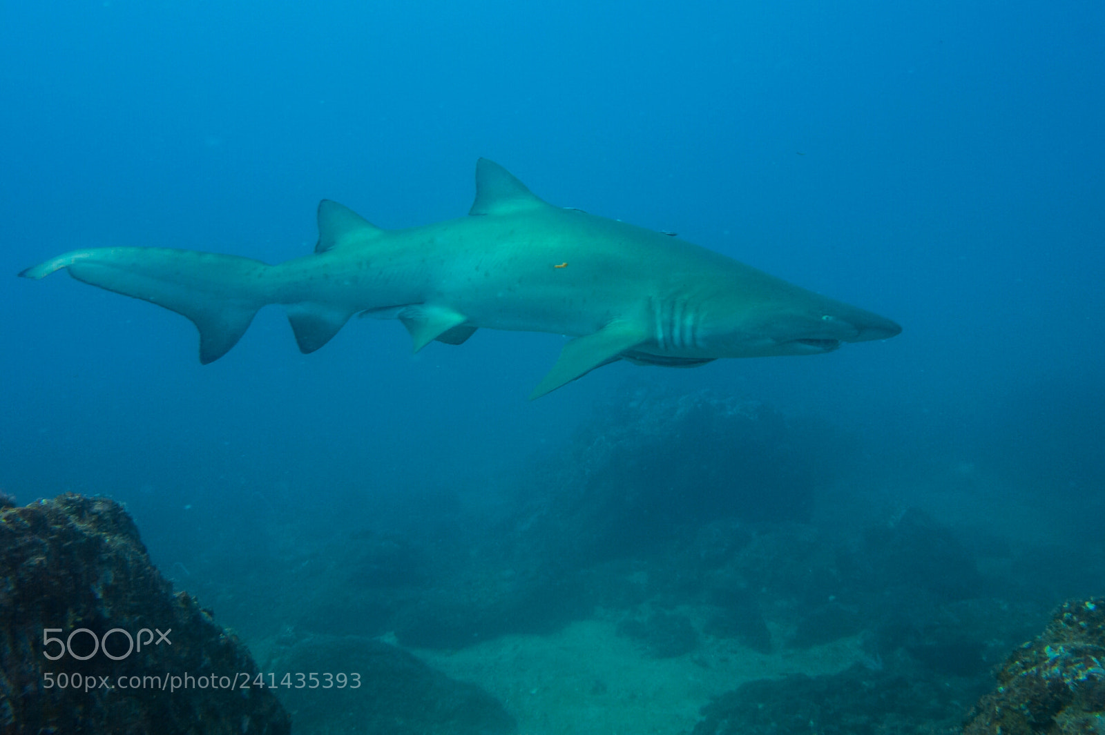 Sony Cyber-shot DSC-RX100 sample photo. Grey nurse shark photography