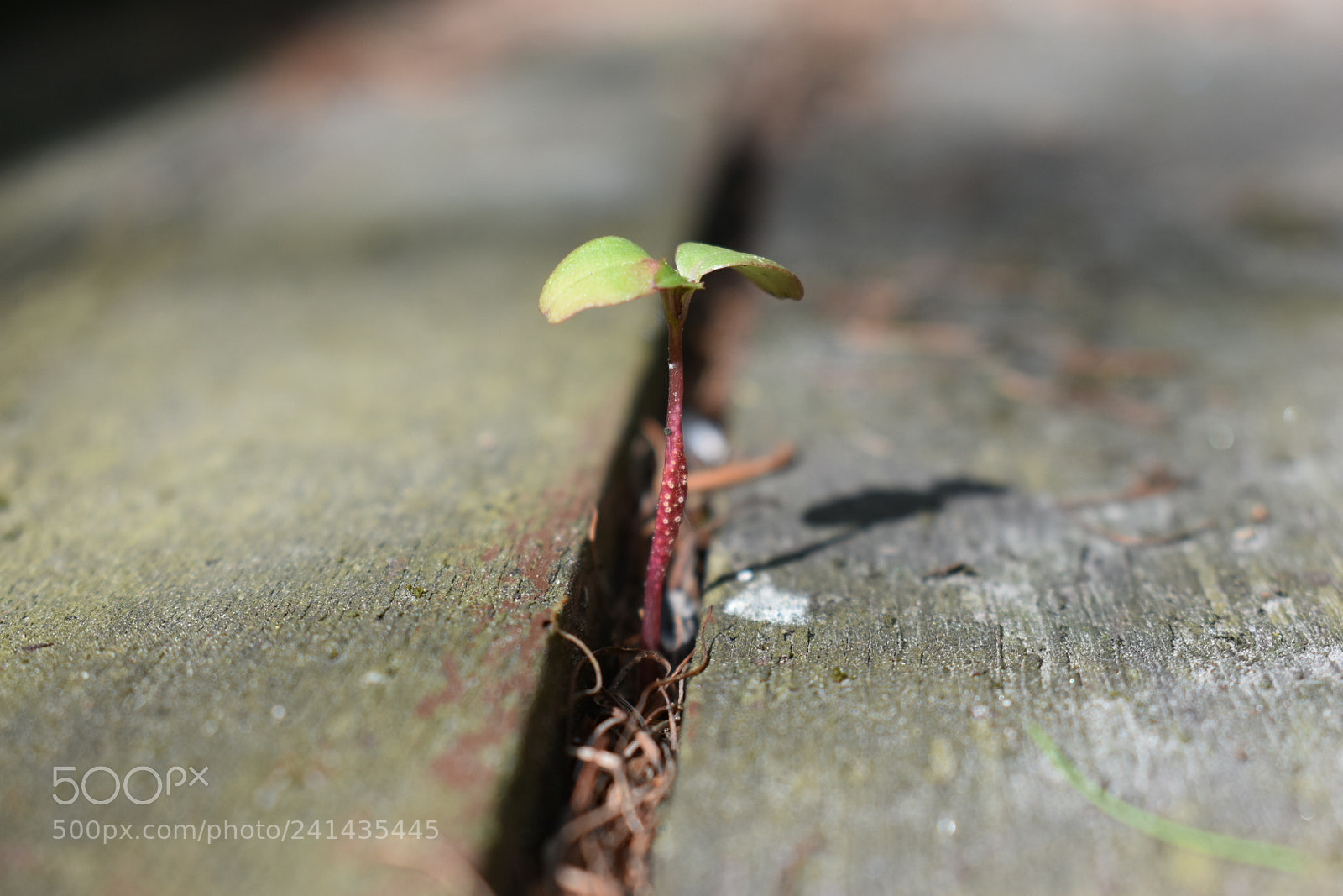 Nikon D3400 sample photo. Tärkamine photography
