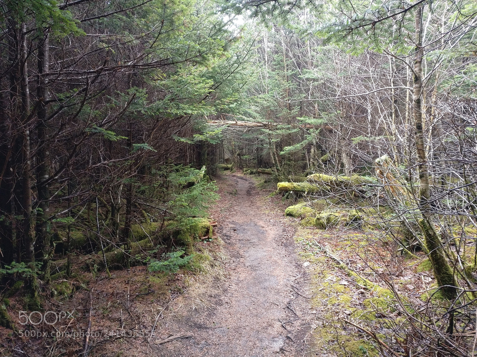 OnePlus A3000 sample photo. Appalachian trail, trail to photography
