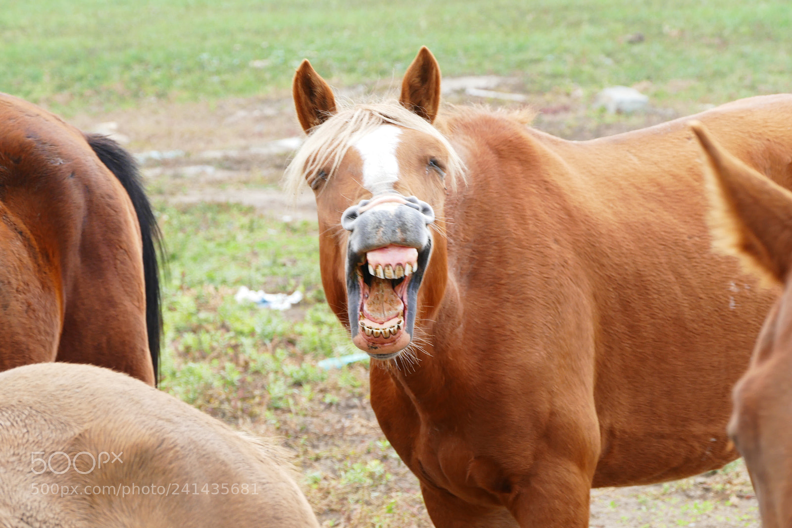 Leica V-Lux (Typ 114) sample photo. Laughing horse photography