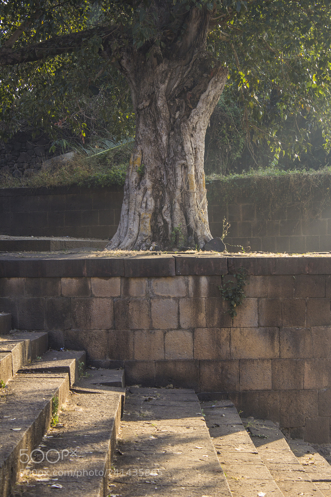 Canon EOS 1200D (EOS Rebel T5 / EOS Kiss X70 / EOS Hi) sample photo. The old tree photography