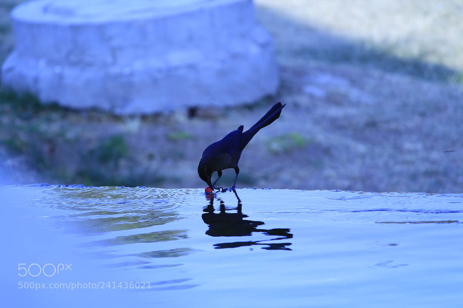Canon EF-S 55-250mm F4-5.6 IS II sample photo. Dulce photography