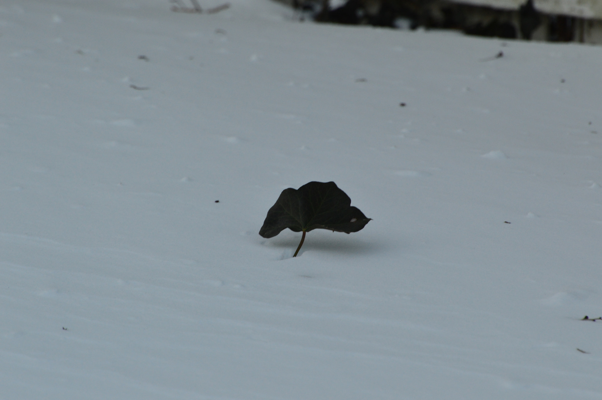 Nikon D3200 sample photo. Ivy in snow photography