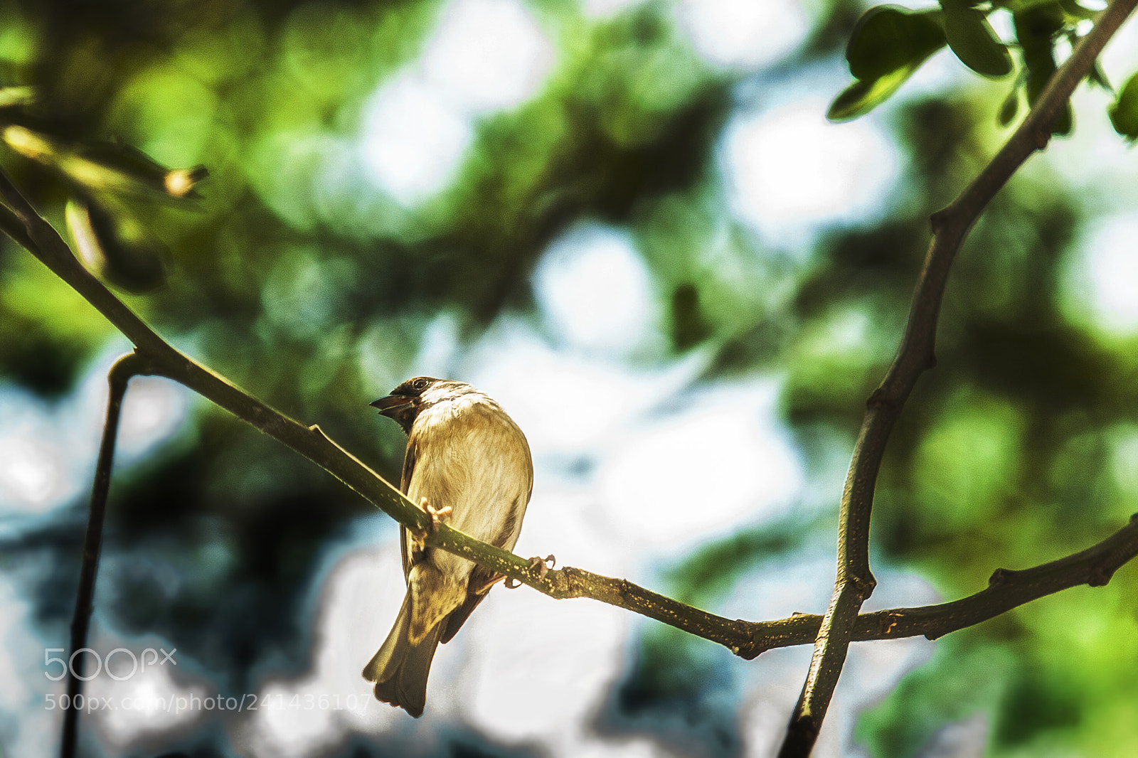 Canon EOS 5D sample photo. Sparrow perching photography
