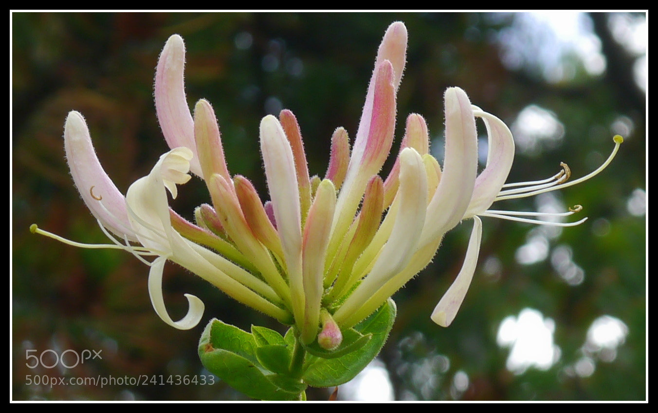 Panasonic Lumix DMC-G3 sample photo. Honeysuckle blooming, bohusl n photography