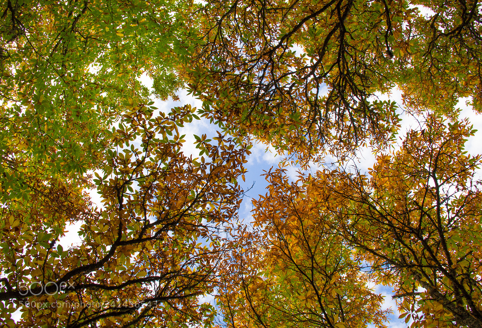 Canon EOS 60D sample photo. Fall photography