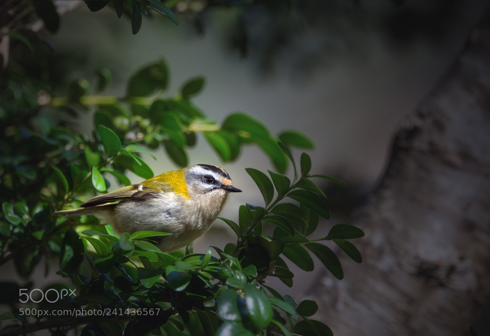 Nikon D7200 sample photo. Crested goldcrest photography