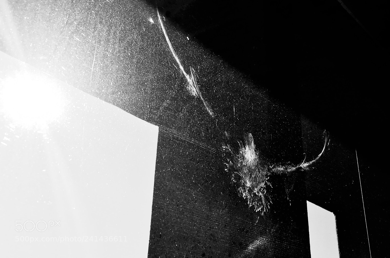 Apple iPhone 6s sample photo. Bird strike photography