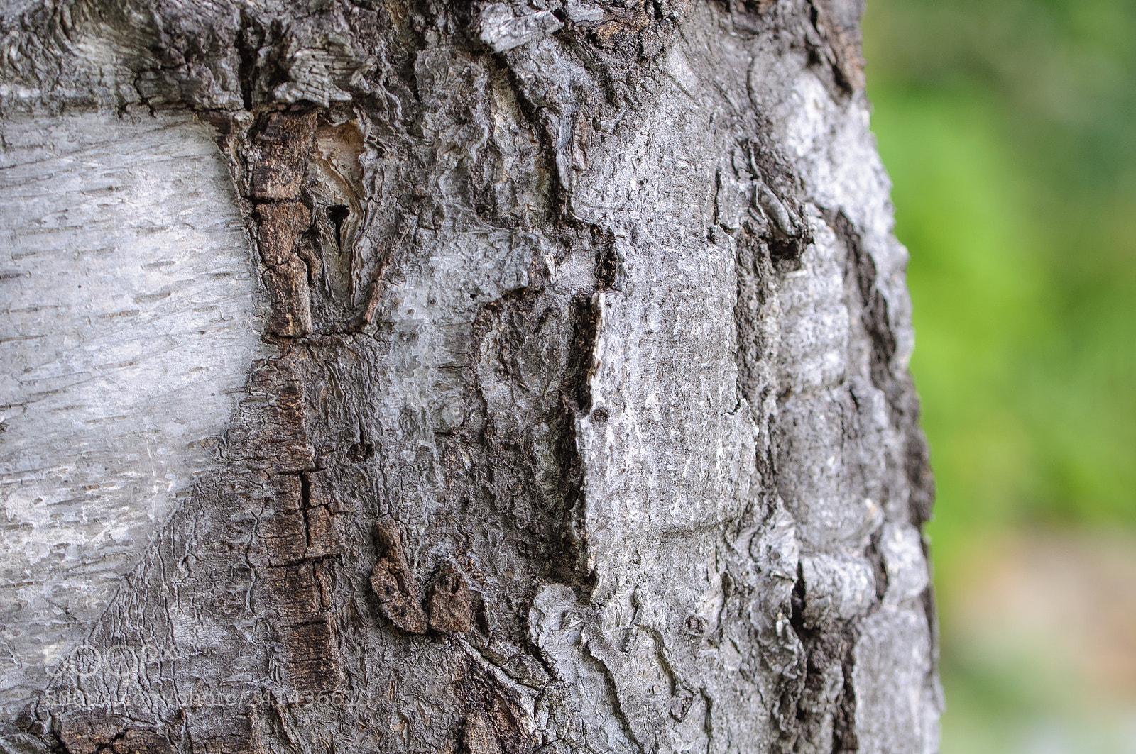 Nikon D90 sample photo. The old tree photography