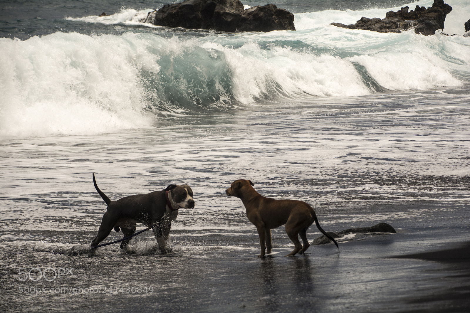 Nikon D7100 sample photo. Socializing at black beach photography