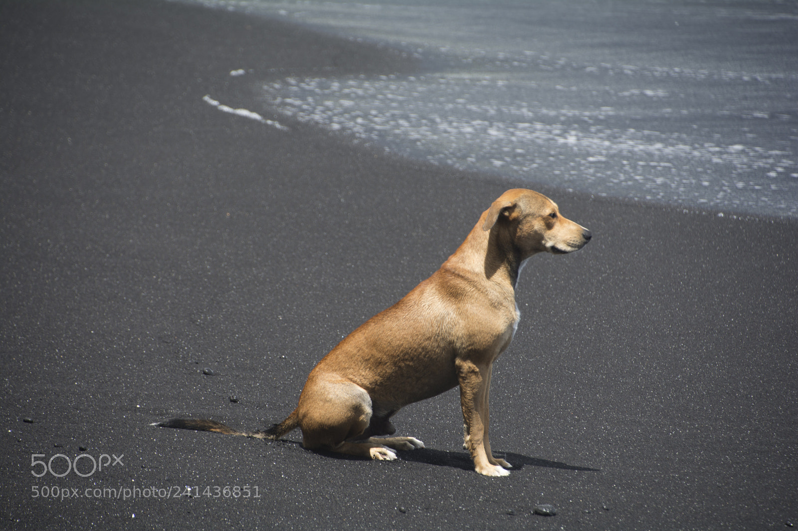Nikon D7100 sample photo. I am watching you photography