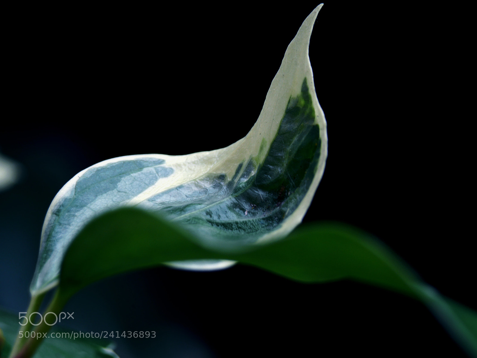 Panasonic Lumix DMC-GX7 sample photo. Feuille photography