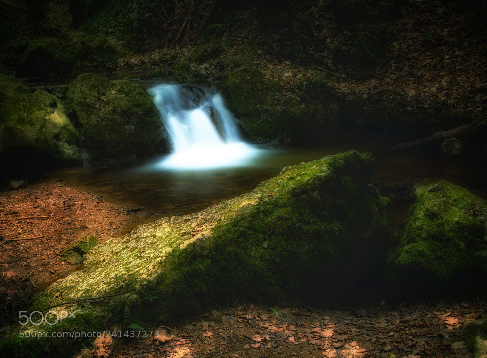 Nikon D810 sample photo. In the forest 03 photography