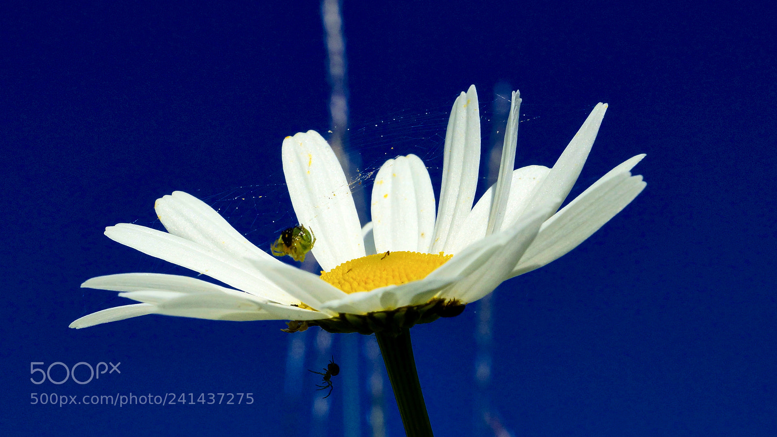 Sony SLT-A77 sample photo. Sulzau photography