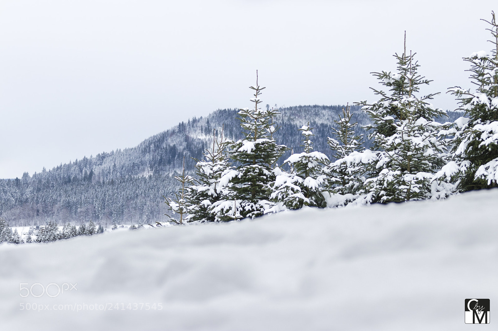 Canon EOS 80D sample photo. Blackforest germany | snow trees photography