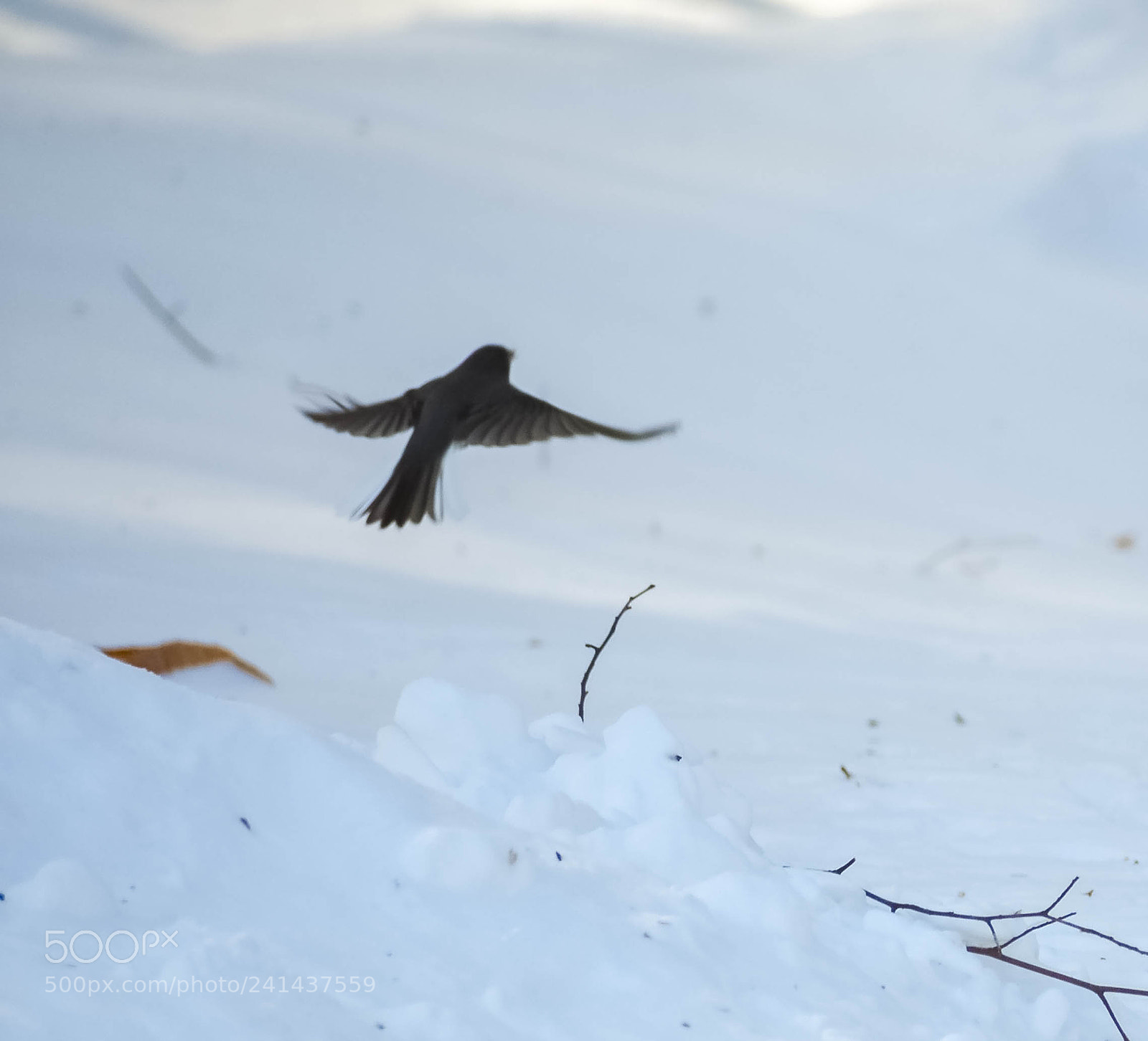 Nikon D3400 sample photo. Take off photography