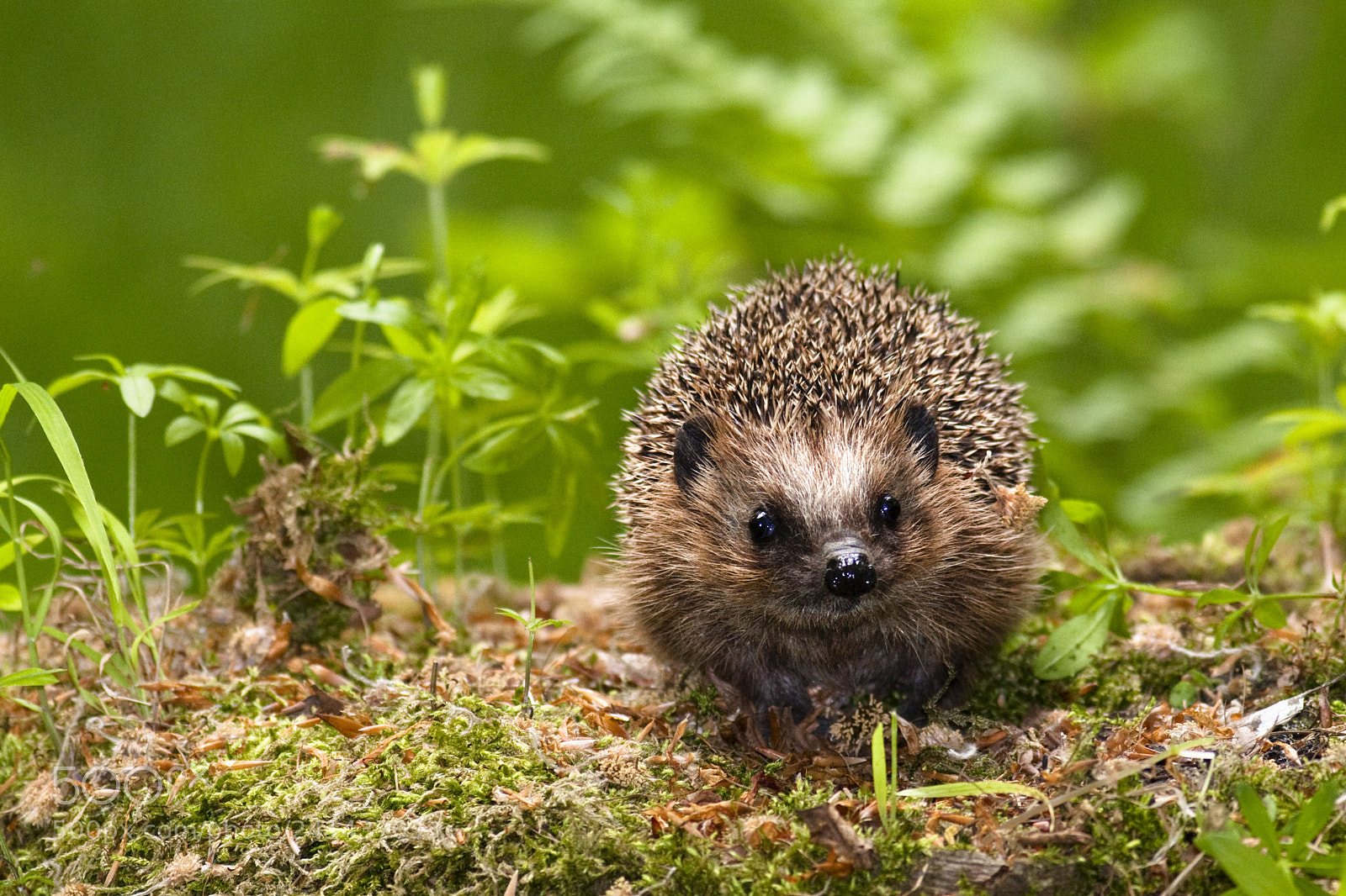 Canon EOS 40D sample photo. Hedgehog photography