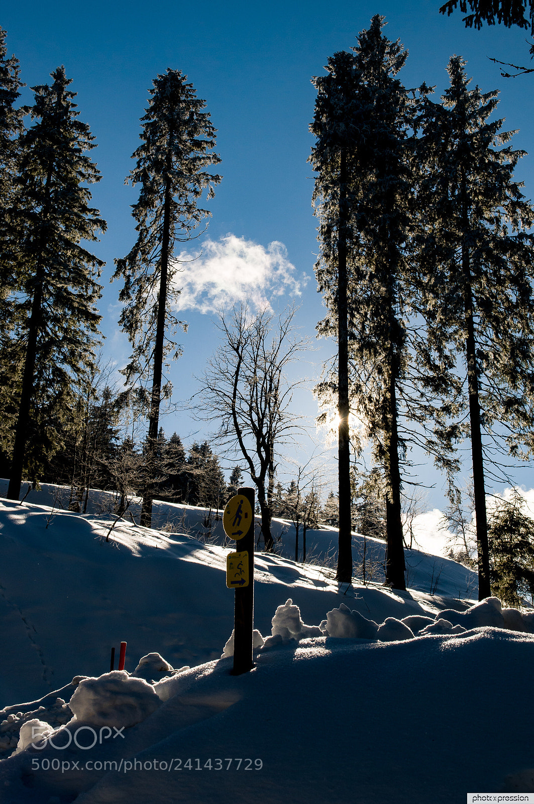 Nikon D300 sample photo. Frozen nature photography