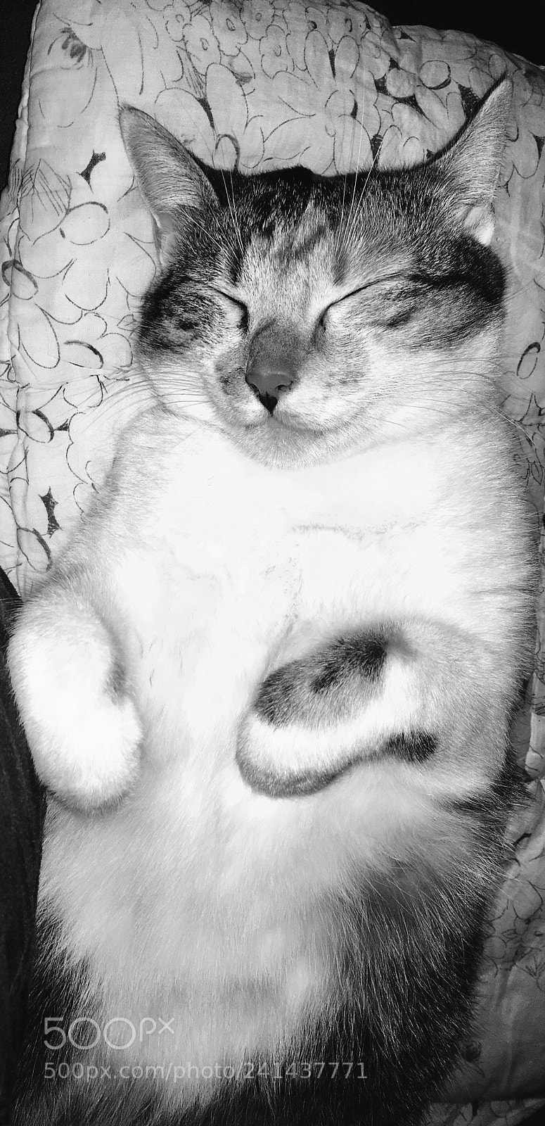 Apple iPhone 6s sample photo. My baby cat photography
