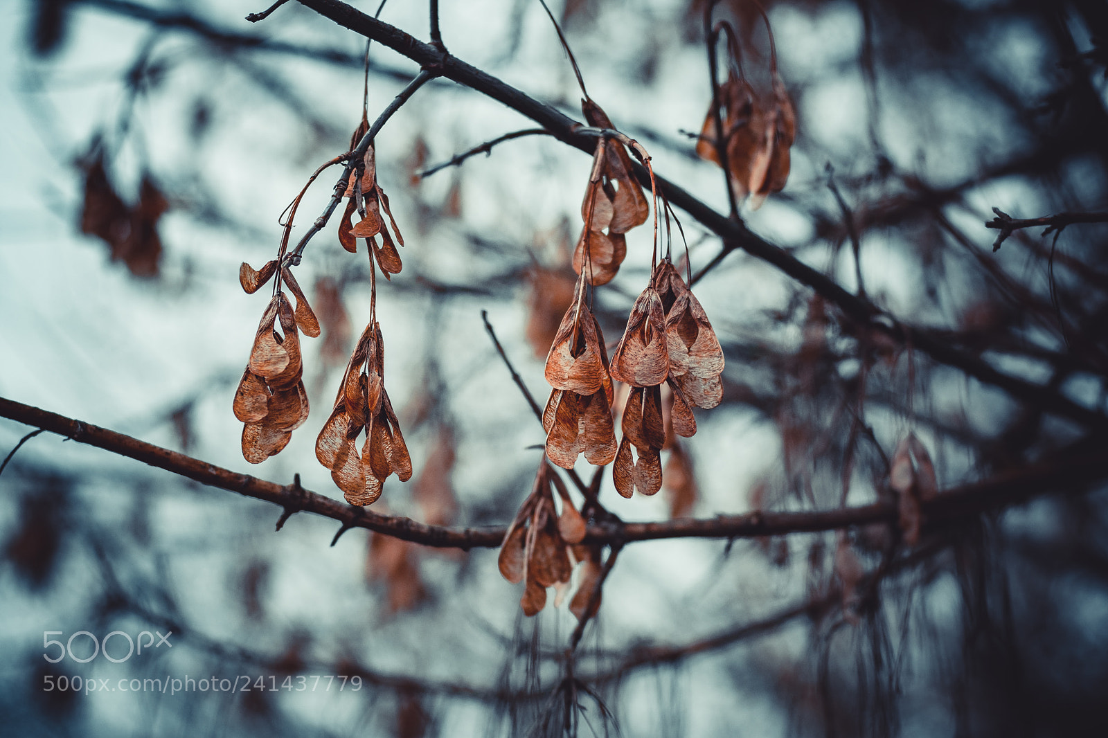 Nikon D7100 sample photo. 12.jpg photography