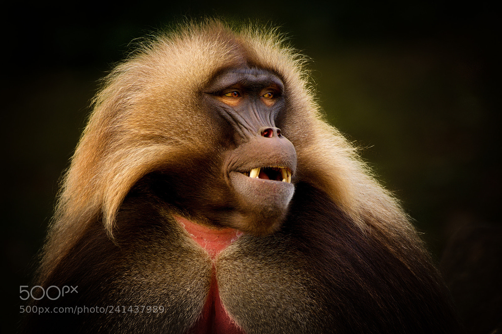 Nikon D7100 sample photo. Ggelada / theropithecus gelada photography