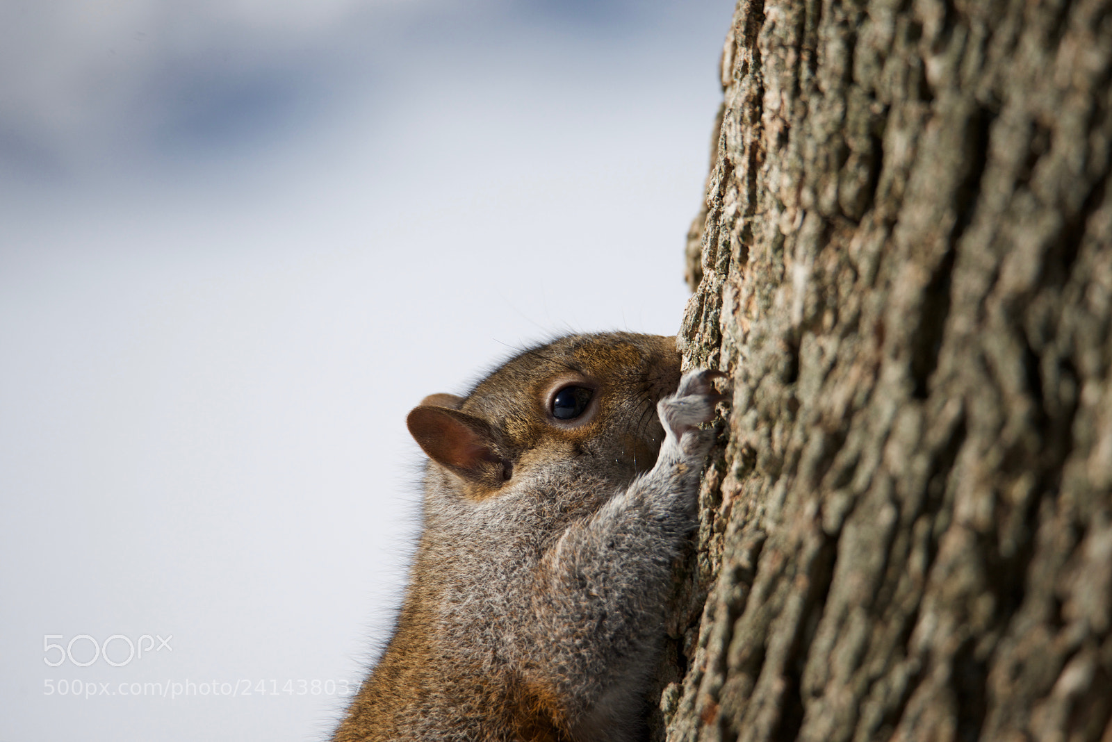 Nikon D800 sample photo. Winter squirrel photography