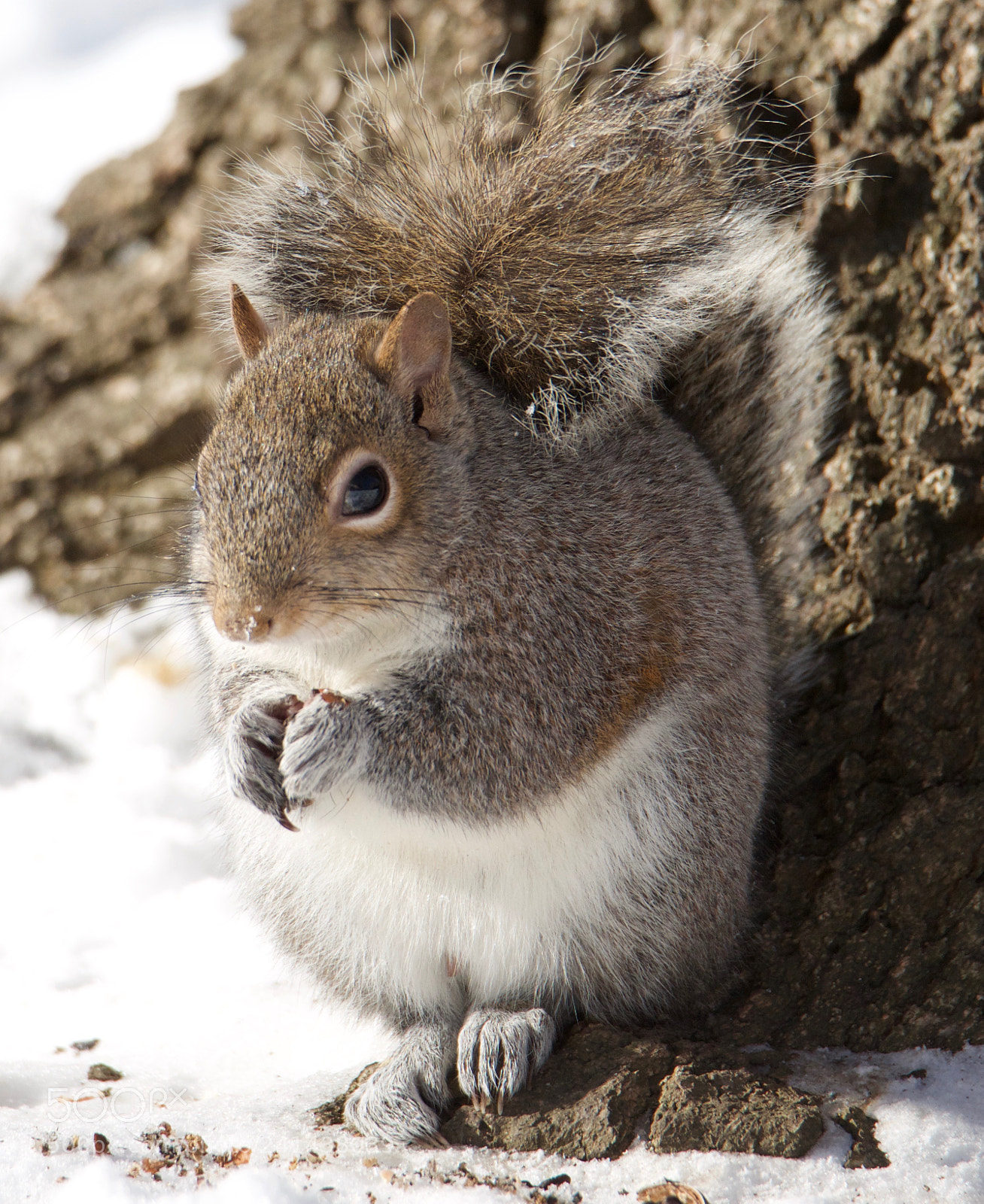 Nikon D800 sample photo. Winter squirrel photography