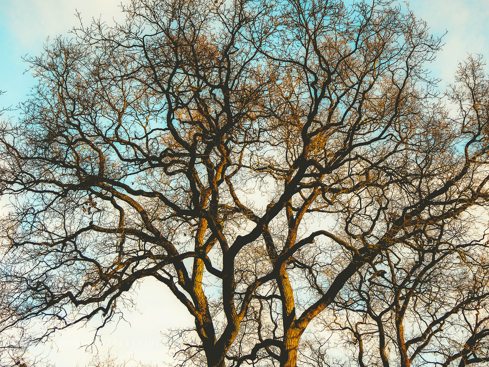 Nikon Coolpix L830 sample photo. Tree structures photography