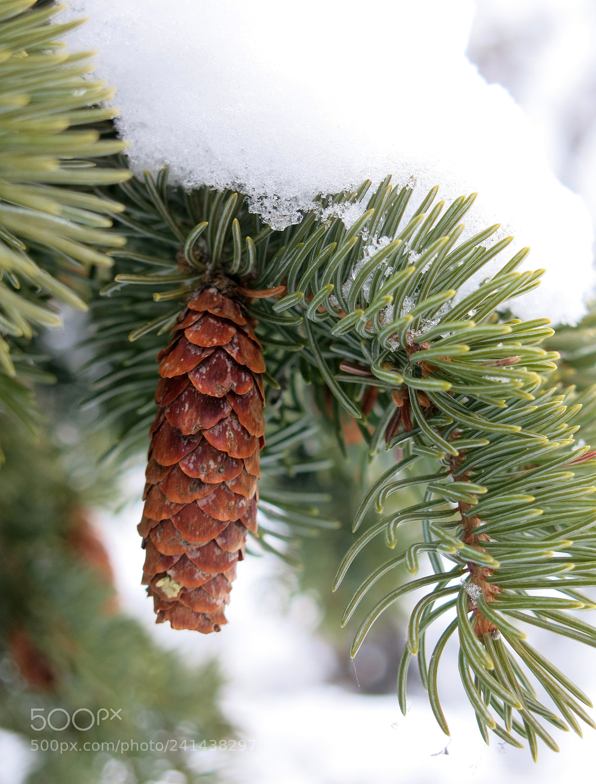 Canon PowerShot G15 sample photo. Img 1897-0.jpg fir cone photography