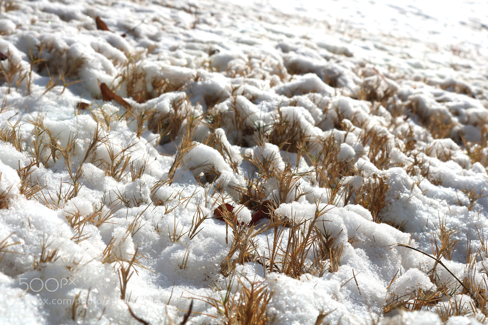 Canon EOS 750D (EOS Rebel T6i / EOS Kiss X8i) sample photo. Img photography