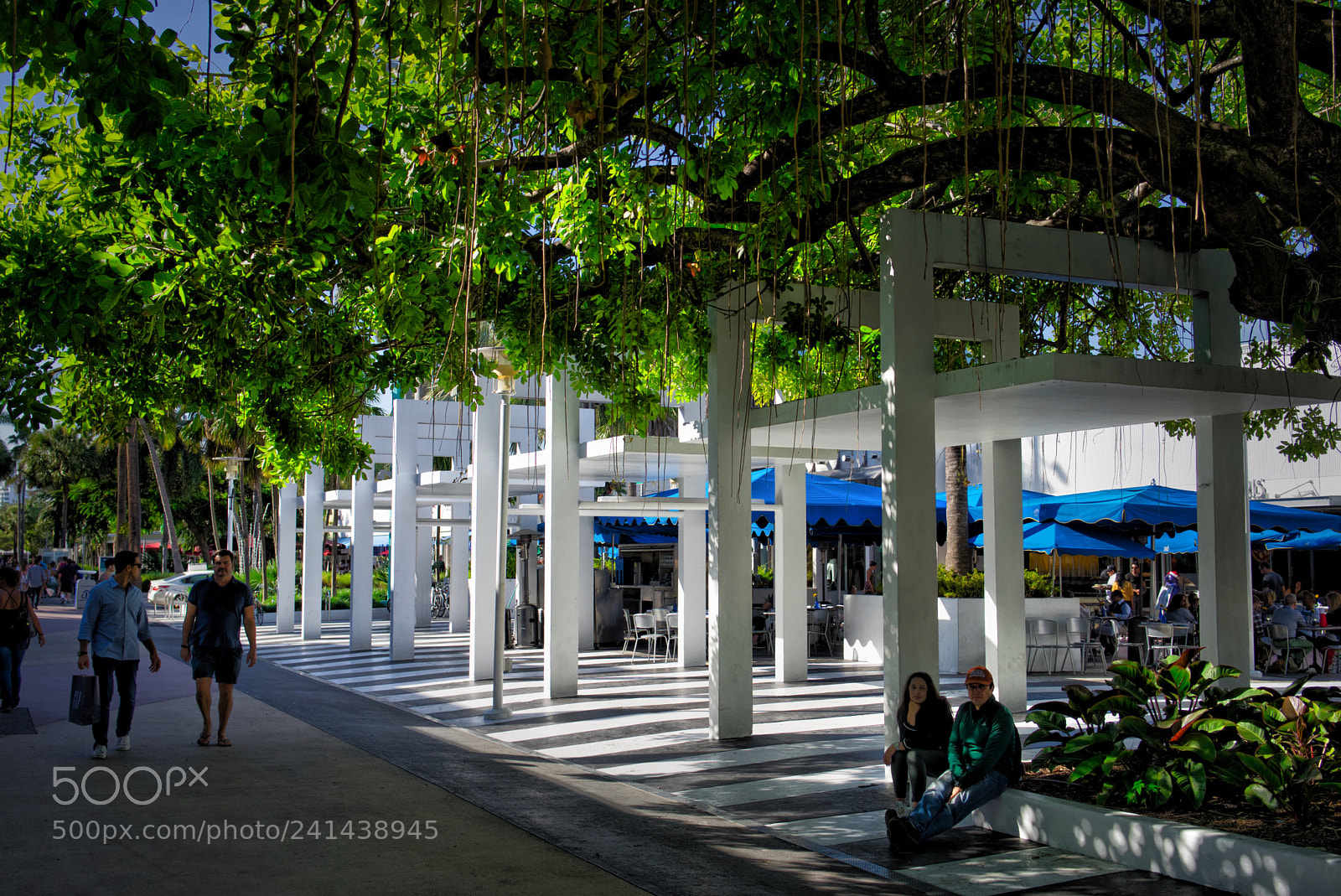 Sony a7 sample photo. Canopy photography