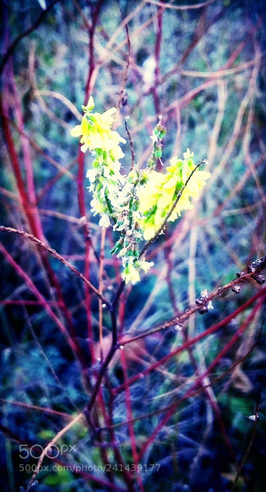 Samsung Galaxy Grand Prime sample photo. Untitled photography
