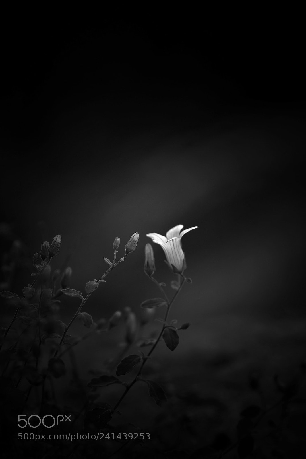 Nikon D7100 sample photo. Floral art photography