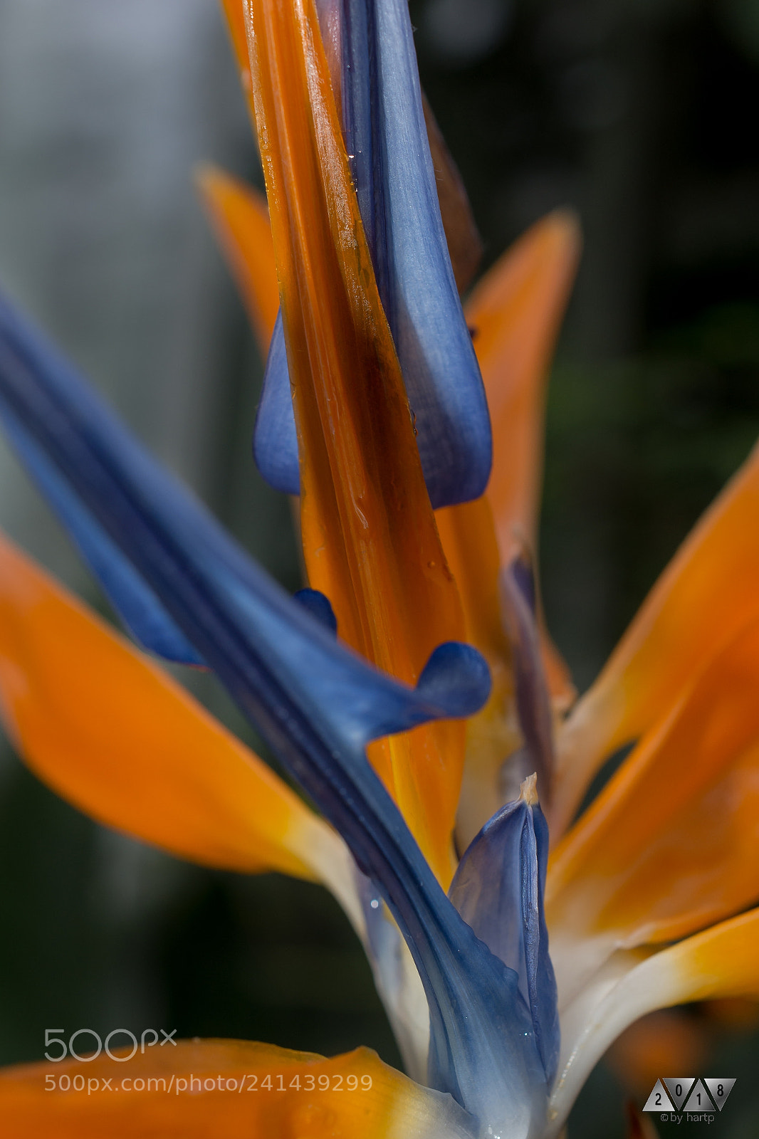 Nikon D7200 sample photo. Tropisch photography