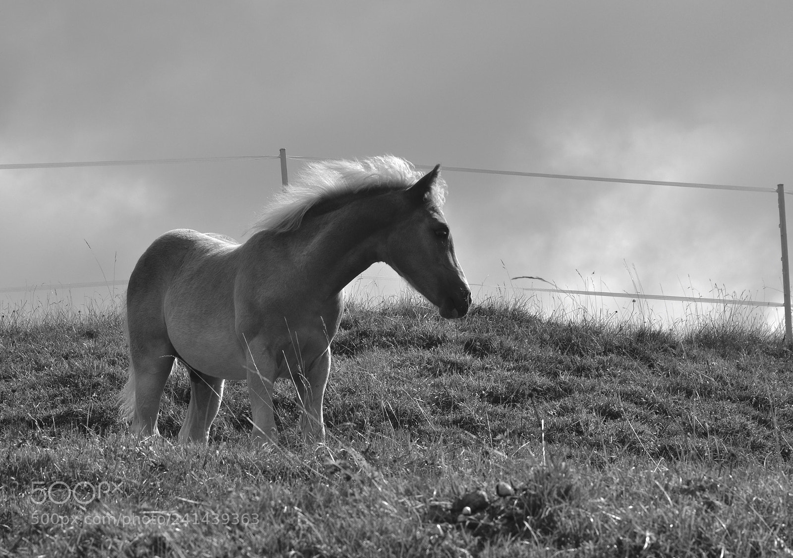 Nikon D90 sample photo. Criniera al vento photography