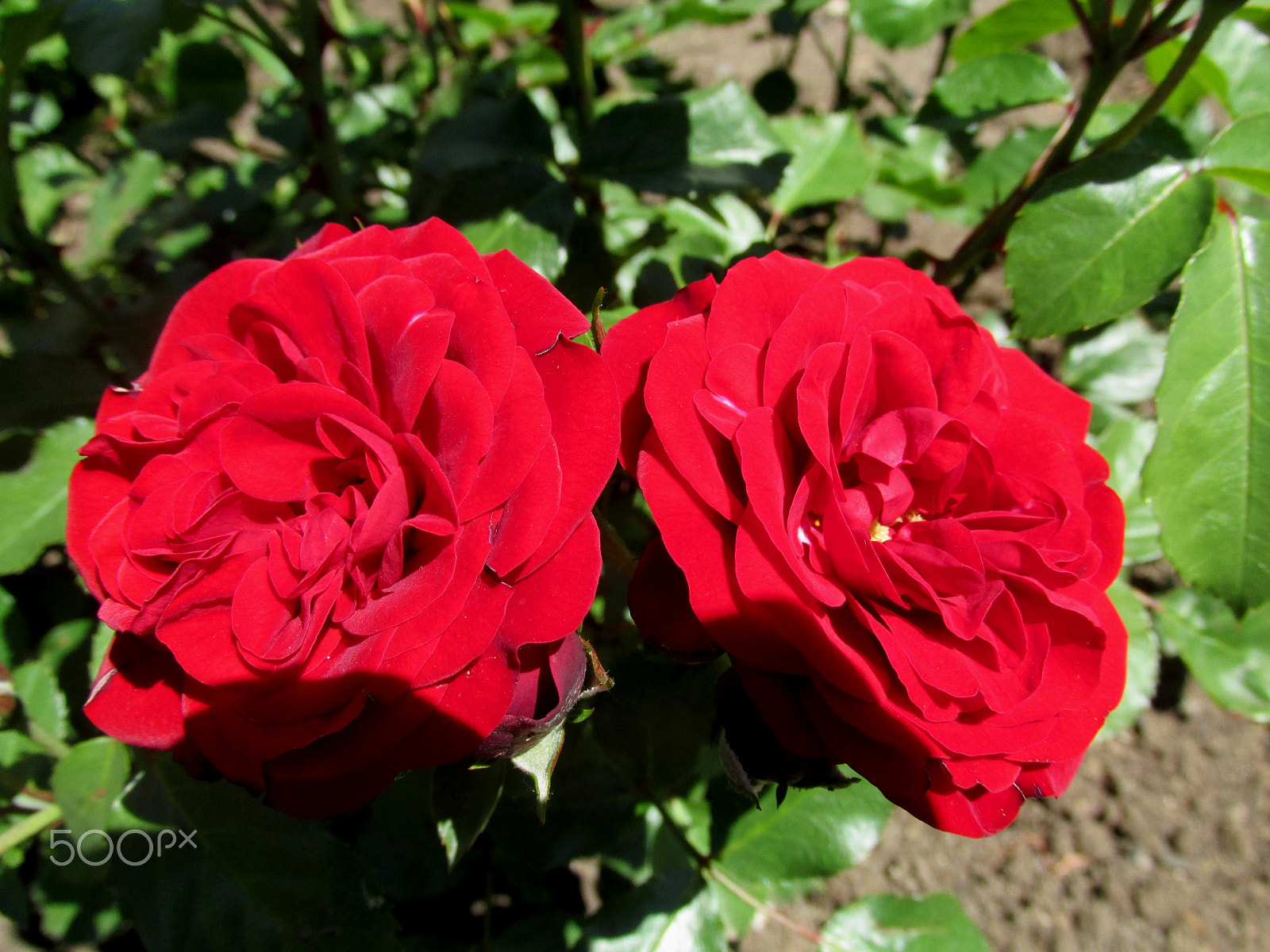 Canon PowerShot SX160 IS sample photo. Бордовые розы photography