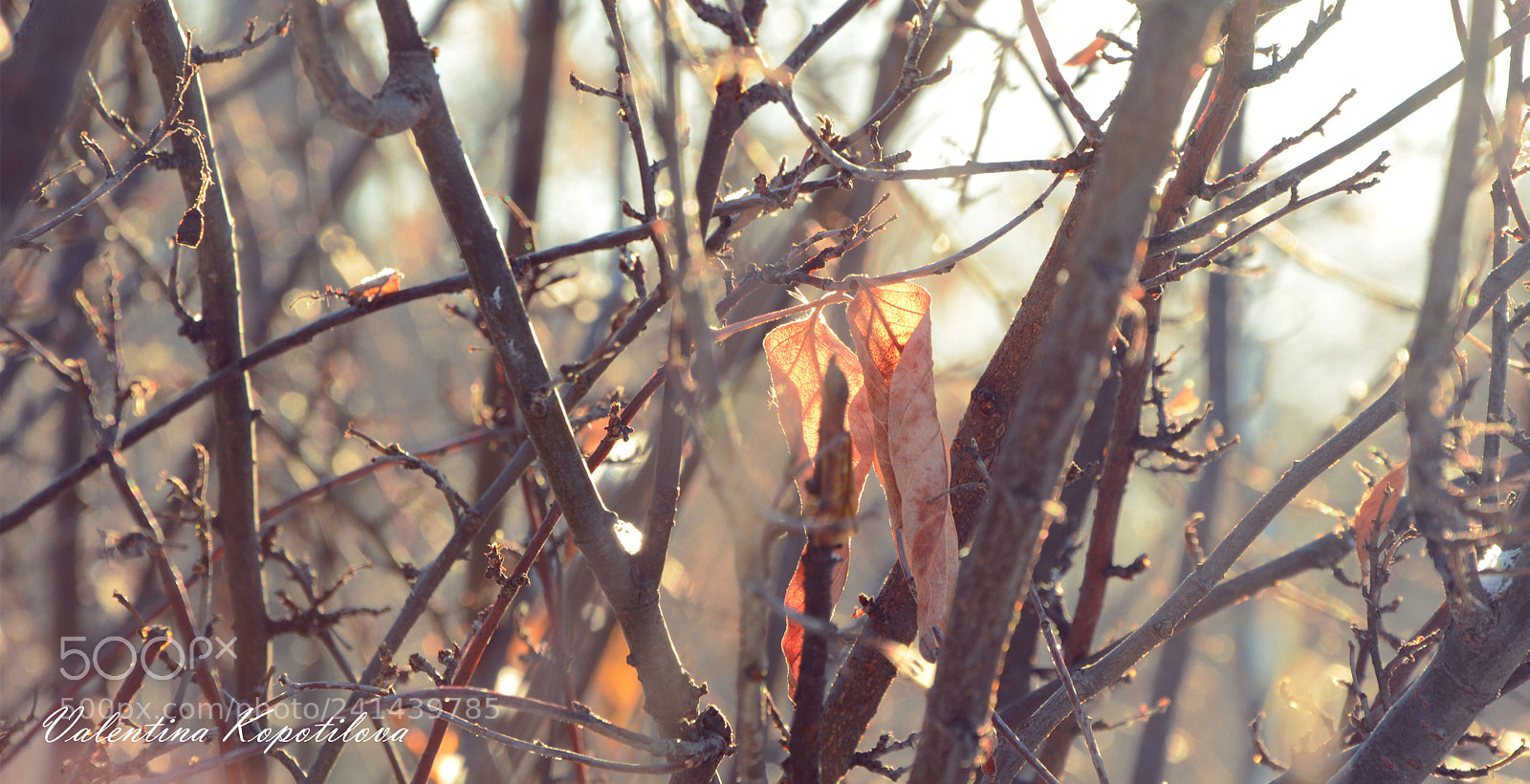 Nikon D7100 sample photo. Winer beauty photography