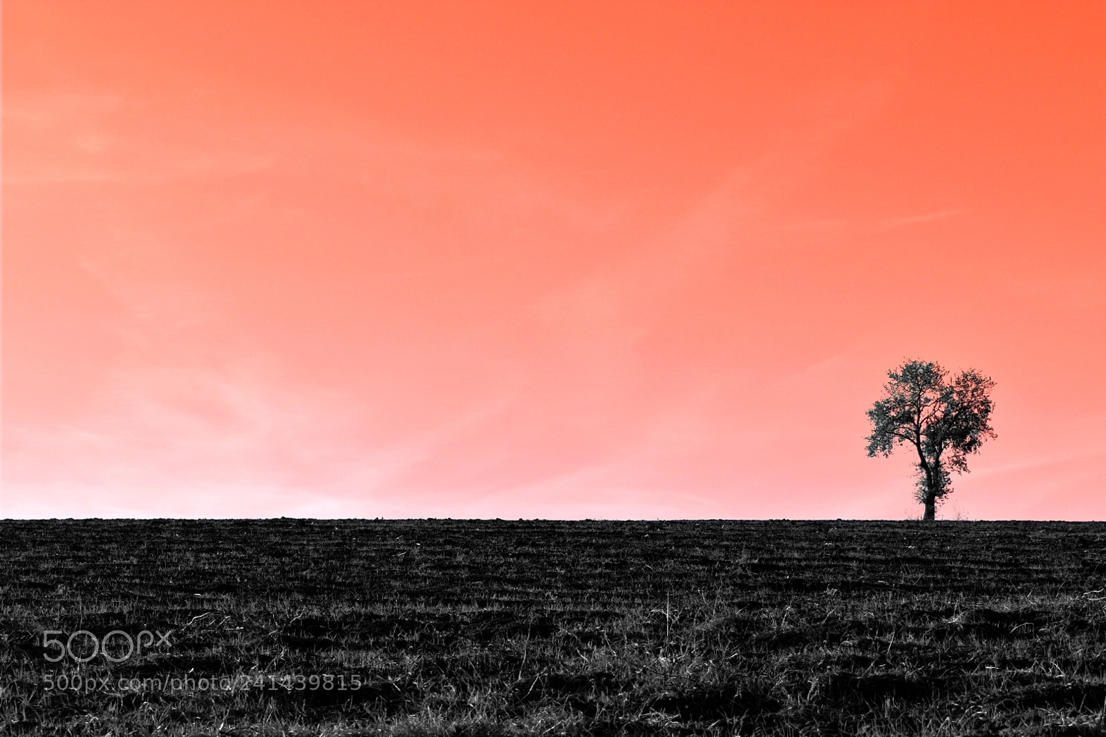 Nikon D3400 sample photo. Minimal tree photography