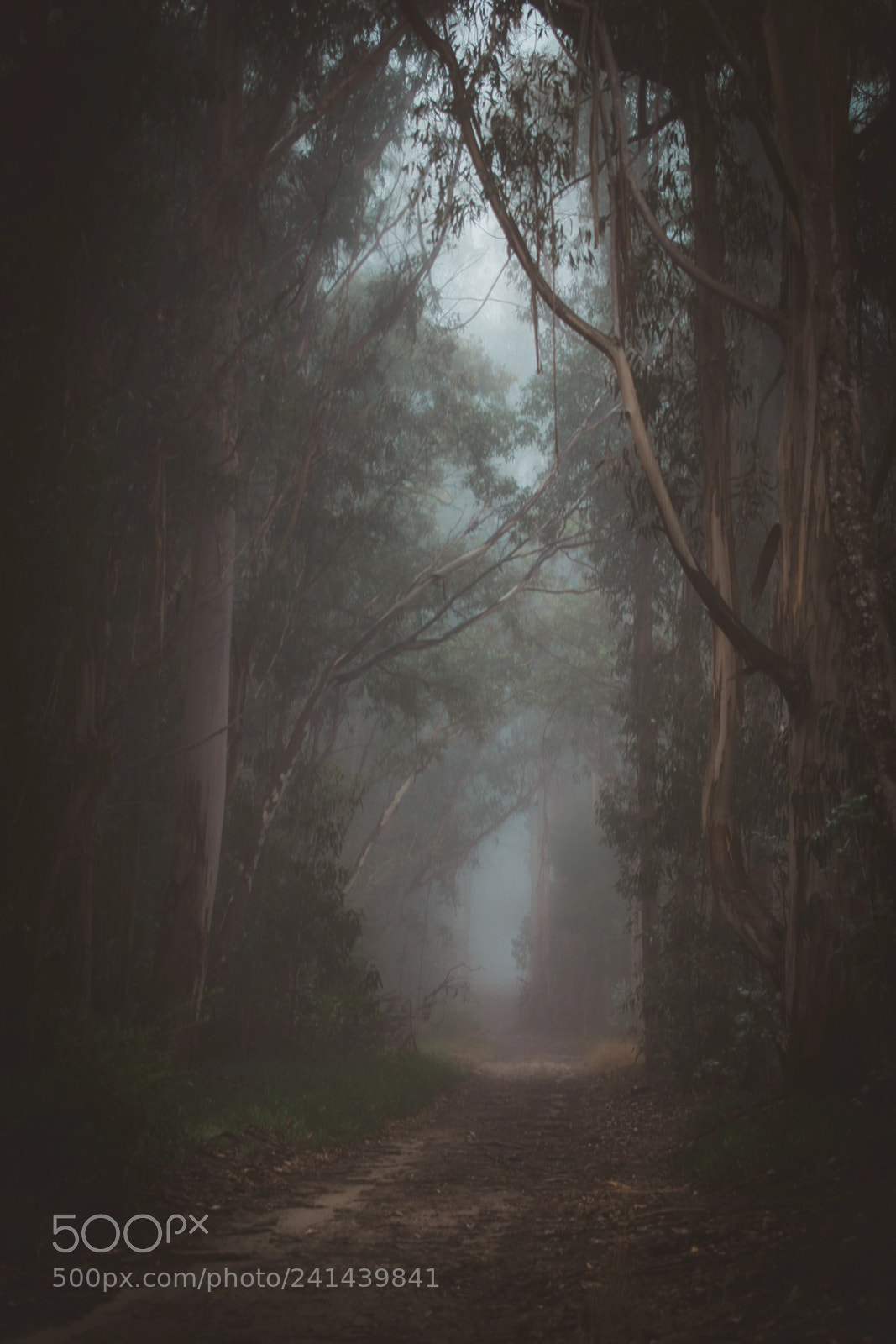 Nikon D5600 sample photo. Dark forest photography