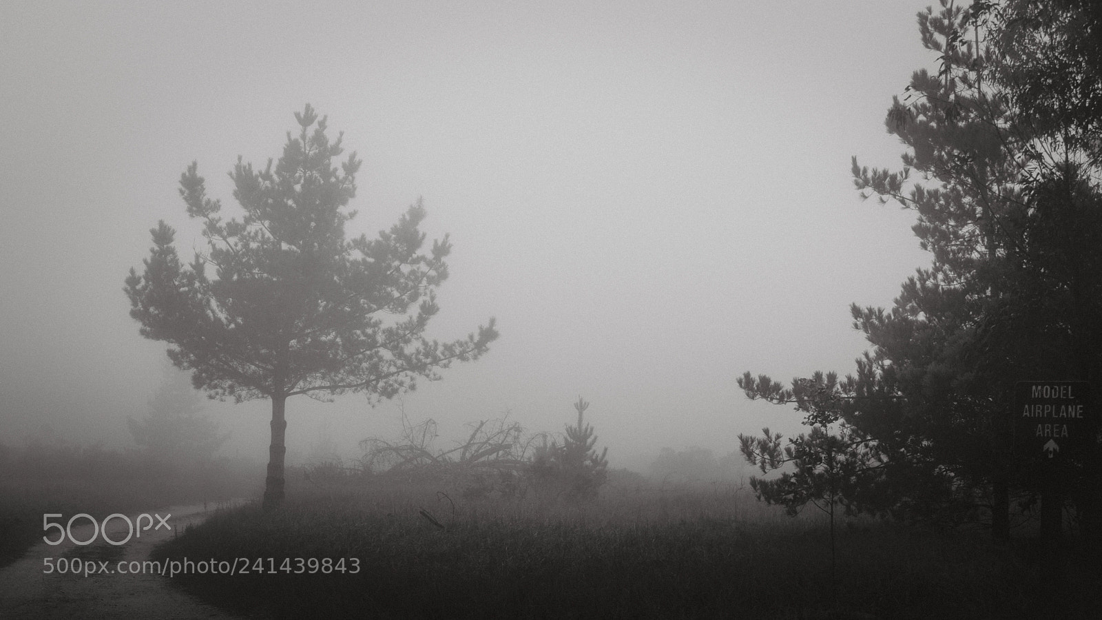 Nikon D5600 sample photo. Misty morning photography
