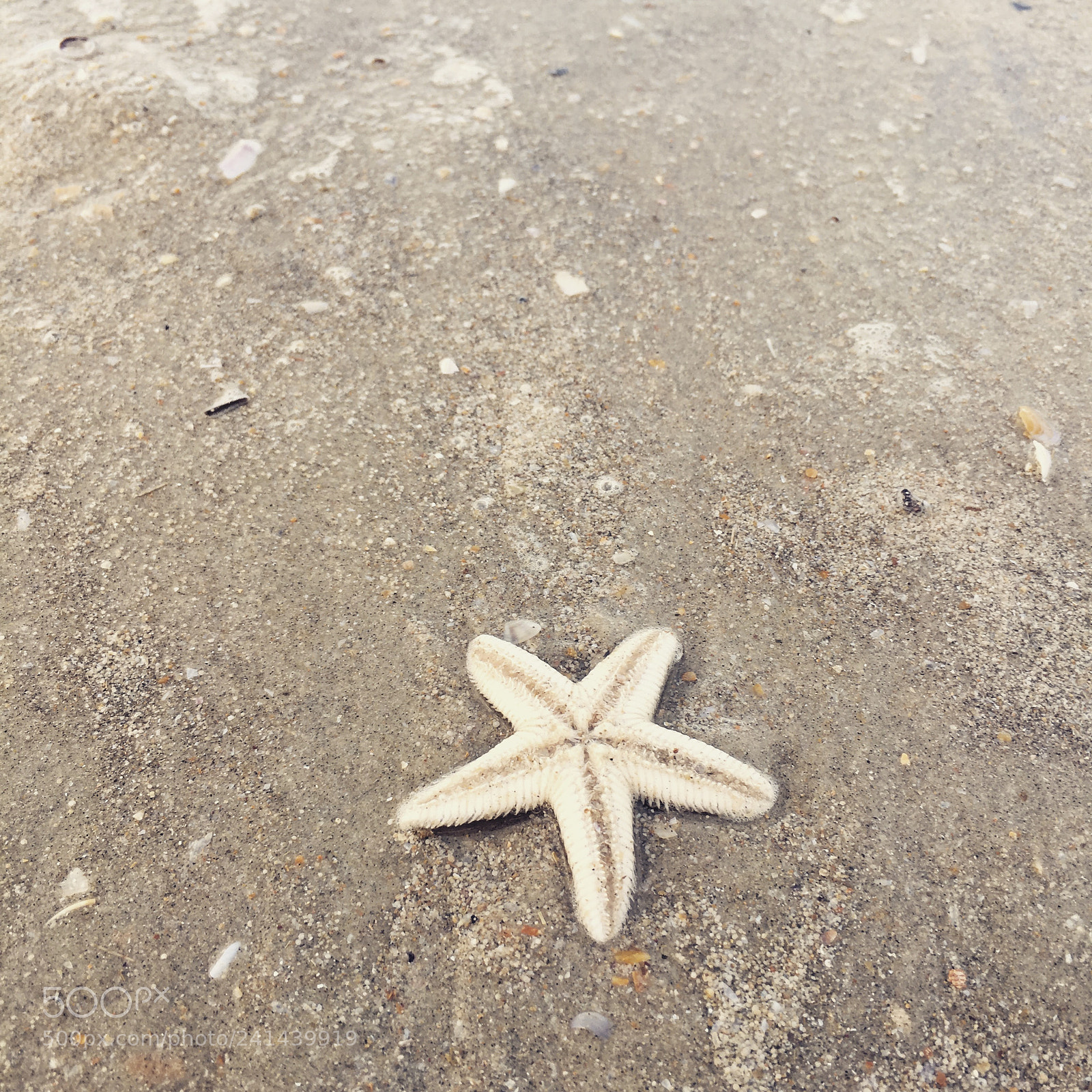 Apple iPhone 6s sample photo. Starfish photography