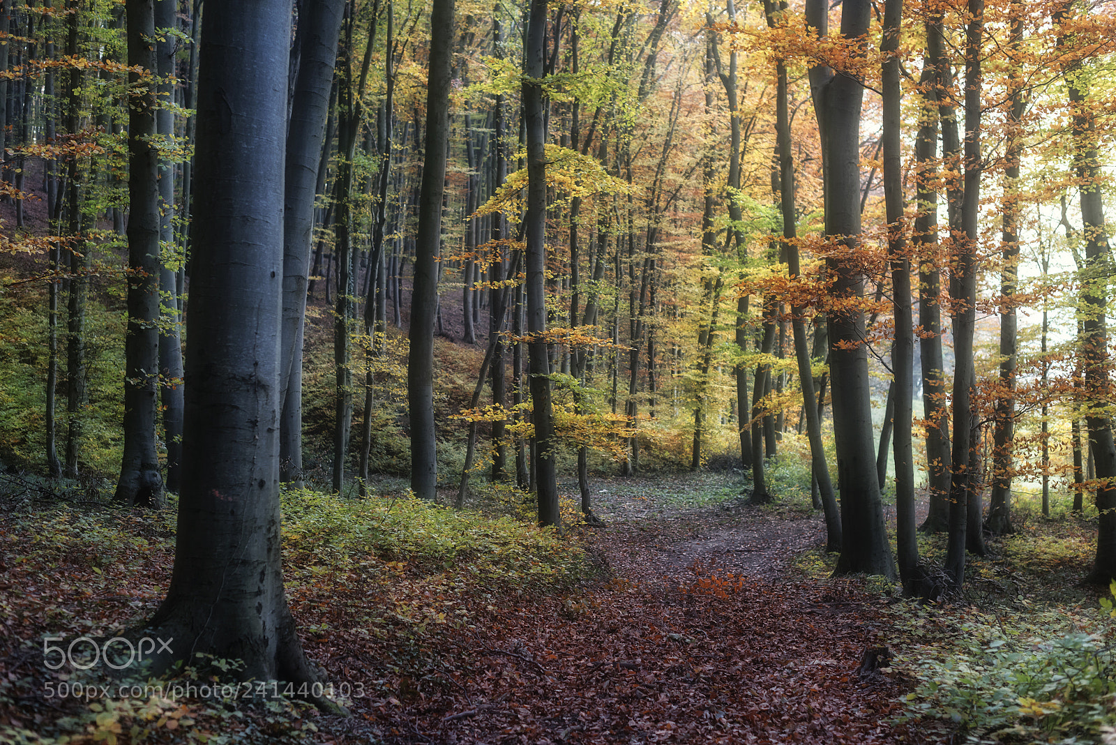 Nikon D810 sample photo. Forest scenes (2) photography