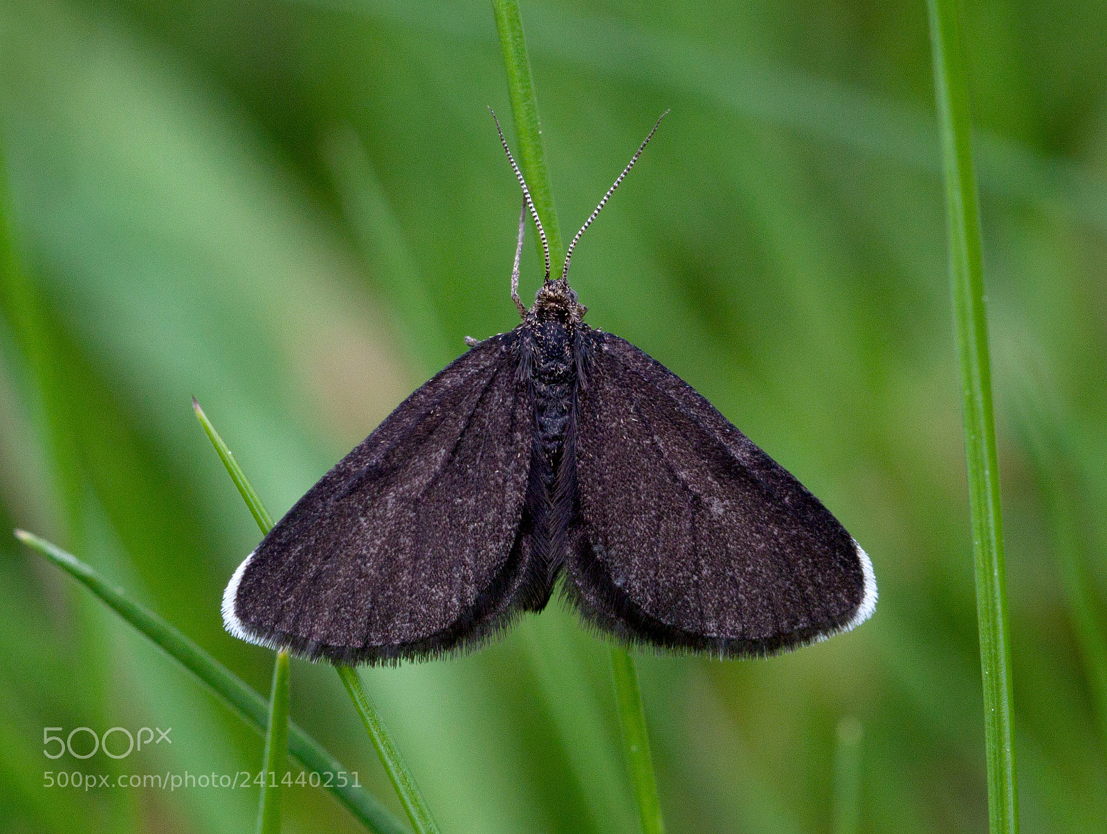 Canon EOS 500D (EOS Rebel T1i / EOS Kiss X3) sample photo. Chimney sweeper photography