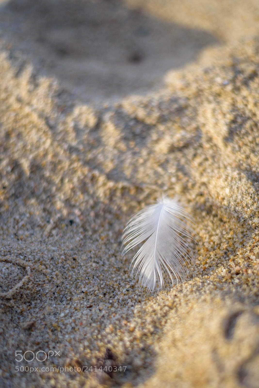 Nikon D810 sample photo. Shedding the old photography