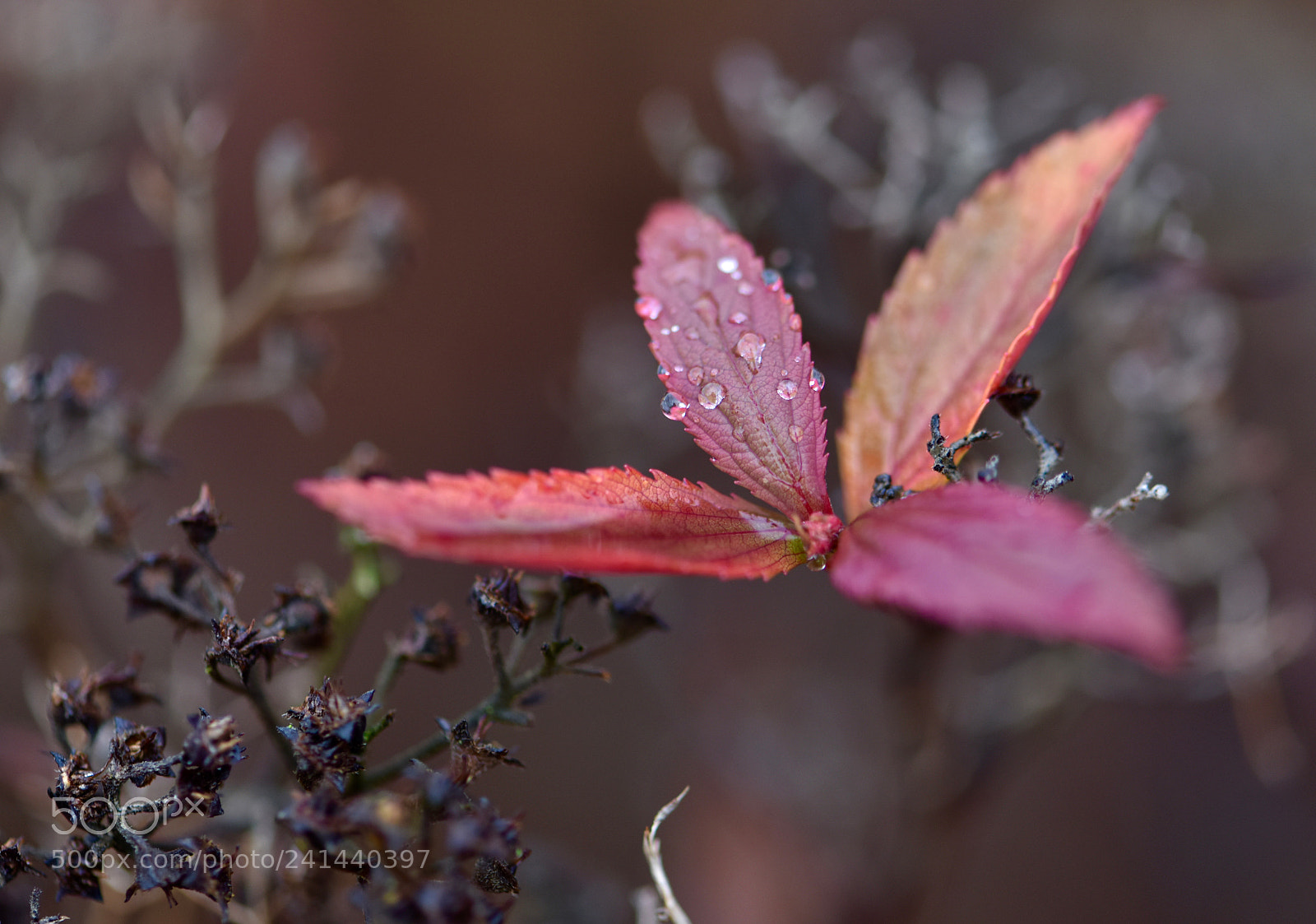 Nikon D810 sample photo. Drops 400! photography