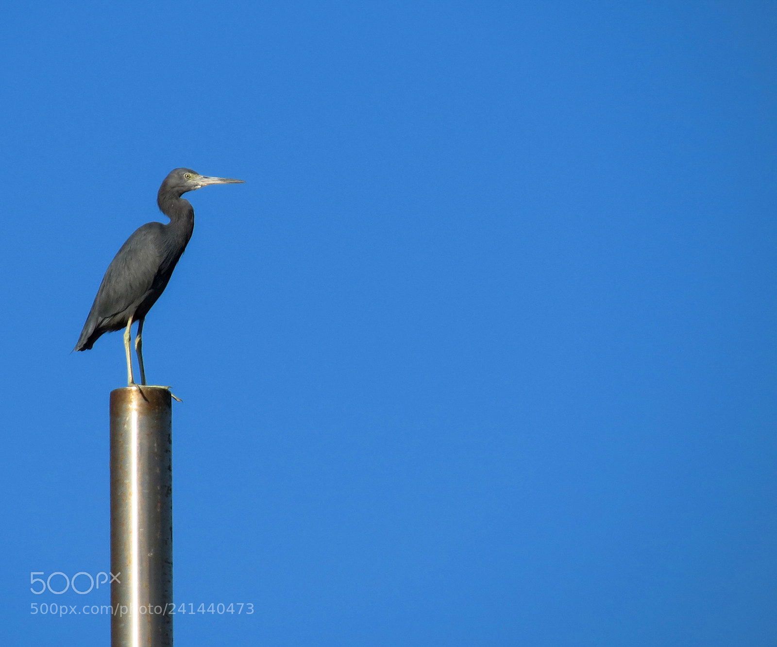 Canon PowerShot SX40 HS sample photo. Little blue heron photography