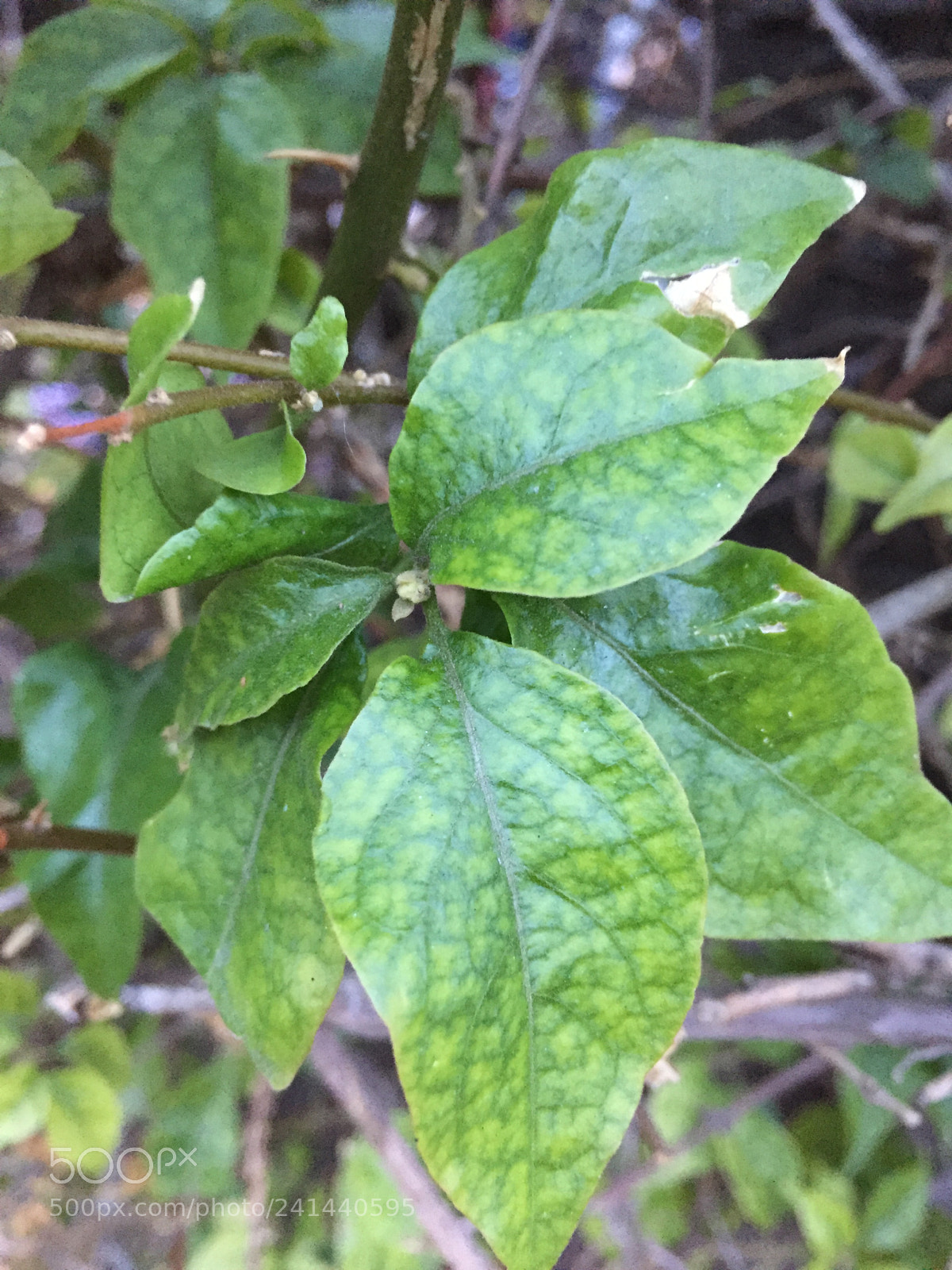 Apple iPhone 6 sample photo. Untitled photography