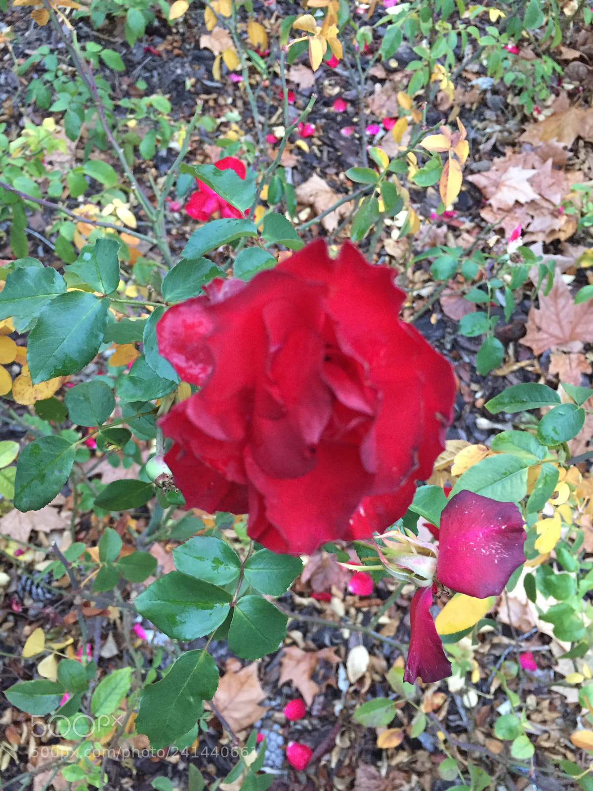 Apple iPhone 6 sample photo. Untitled photography